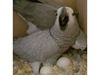 Young African Grey Parrots for Sale=