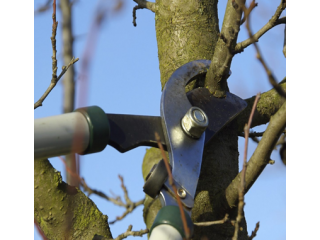 Expert Tree Pruning Services in Hawkesbury - Call Now!