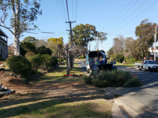 Tree Pruning and Trimming Narellan