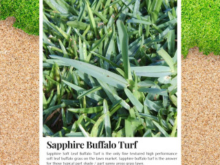 Transform Your Yard with Sapphire Buffalo Turf