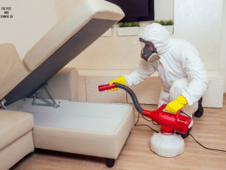 Expert Termite Inspection Services – Protect Your Property on the Gold Coast