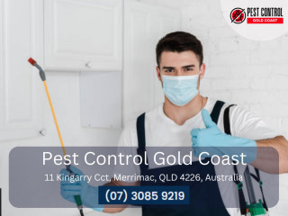 Schedule your termite inspection on the Gold Coast today!