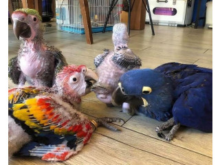 Baby Parrots for Sale-