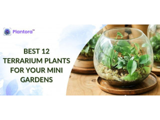 Best 12 Terrarium Plants For Your Mini Gardens