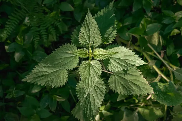 verkauf-von-brennnessel-stinging-nettle-in-grossen-mengen-vom-hersteller-zu-den-besten-preisen-big-2