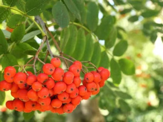 Verkauf von “Rowan (Rowan)” in großen Mengen vom Hersteller zu den besten Preisen.