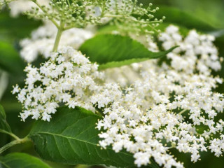 Verkauf von “Holunder (Elderflower)” in großen Mengen vom Hersteller zu den besten Preisen.