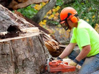 Best service for Tree Removal in Kirkbymoorside