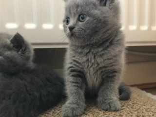 Beautiful British Shorthair Jelly.