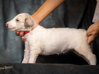 Quality bred Borzoi Puppies For Sale