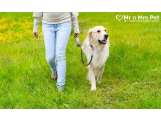 Affordable Dog Walking Services in Bangalore