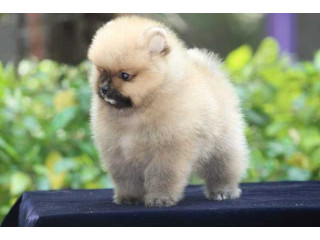 Toy Pomeranian Puppies for Sale in Lucknow