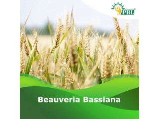 Learn About The Beauveria Bassiana Biological Insecticide