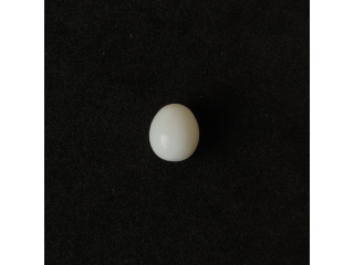Natural Clam Pearl 10.50