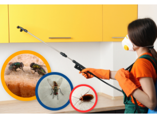 Affordable pest control in Ahmedabad