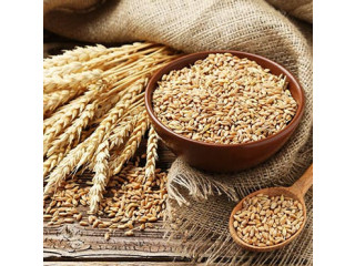 Wheat Buyer Tradologie