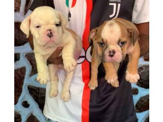 British Bulldog Puppies for Sale in Lucknow