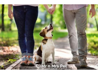 Professional Dog Training Session for Pet Parents in Delhi