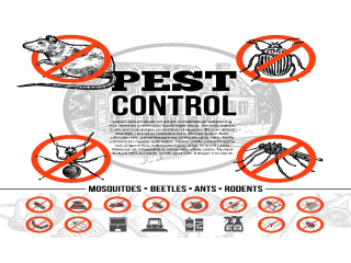 Top Pest Control Services in Indore - Safaiwale