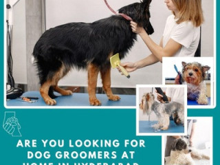 Are You Looking For Dog Groomers at Home in Hyderabad