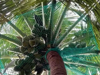 Coconut Tree Safety Net Installation in Bangalore | Call "Menorah CocoNets" - 6362539199