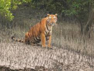 2 NIGHT 3 DAYS SUNDARBAN PACKAGE