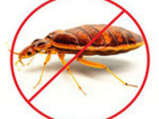 Safe and Best pest control services in Jaipur