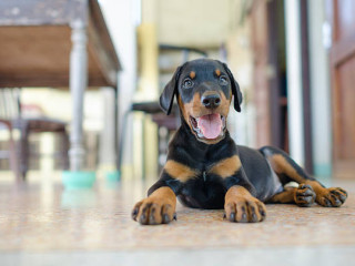 Doberman Pinscher Puppies for Sale in Coimbatore