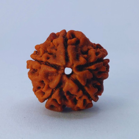 5-mukhi-rudraksha-big-0