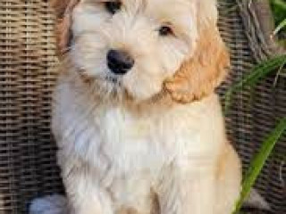 Labradoodle Puppies for Sale in Noida