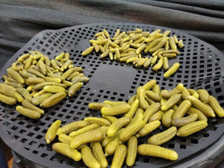 Organic Indian Gherkins Manufacturer