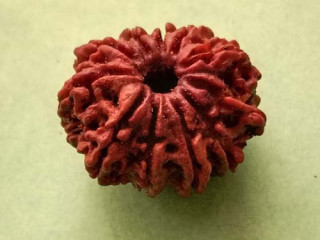 11 Mukhi Rudraksha