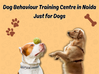 Dog Training Centre in Noida Just for Dogs