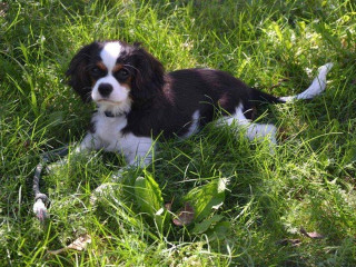 Cavalier King Charles Spaniel Puppies for Sale in Madurai