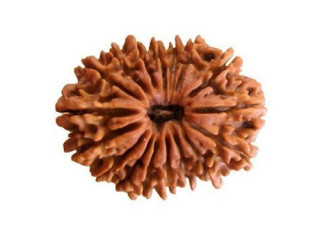 17 Mukhi Rudraksha