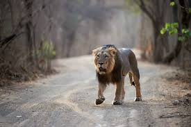 reserve-gir-national-park-safari-booking-for-tour-big-0