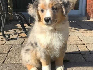 Australian Shepherd Puppies For Sale in Vijayawada