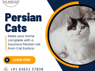 Persian Cat in Bangalore | Cat Exotica