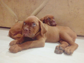 French Mastiff Puppies For Sale in Vijayawada