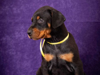 European Doberman Puppies For Sale in Vijayawada