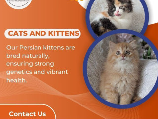 Buy Cats and Kittens for Sale in Bangalore | Cat Exotica