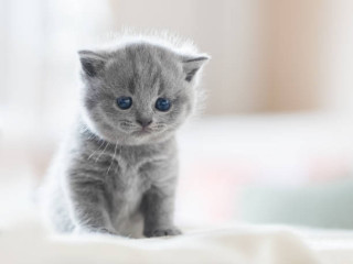 British Longhair Kitten in Mysore