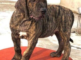 Presa canario Puppies For Sale In Agra