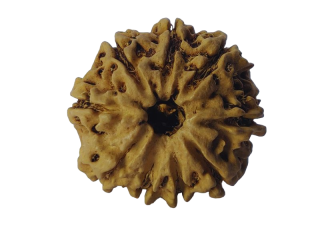 9 Mukhi Nepali Rudraksha