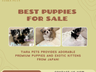 Cute Teacup Maltipoo for Sale in Bangalore