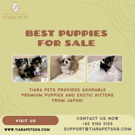 teacup-puppies-from-japan-for-sale-in-india-big-0