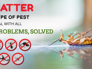 Pest Control in Lucknow