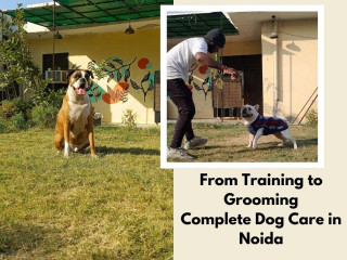 From Training to Grooming Complete Dog Care in Noida