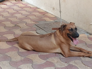 Rhodesian ridgeback Puppies For Sale In Meerut