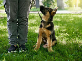 Dog Training in Kolkata